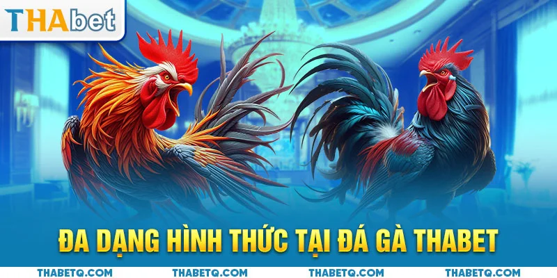 đá gà thabet hình thức