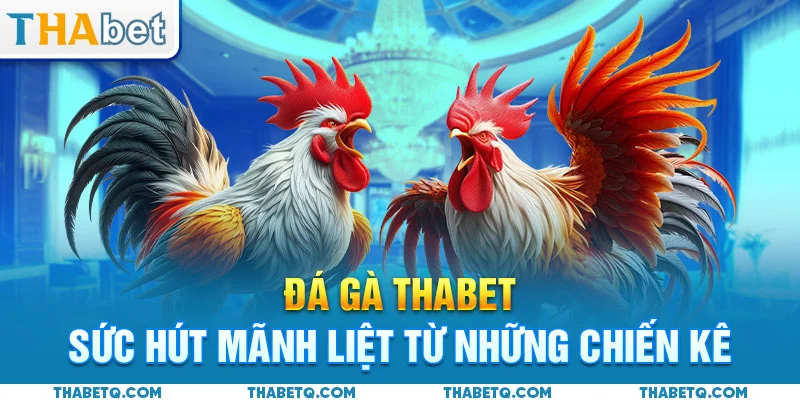 đá gà thabet sức hút
