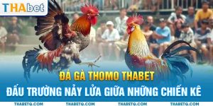 đá gà thomo avt