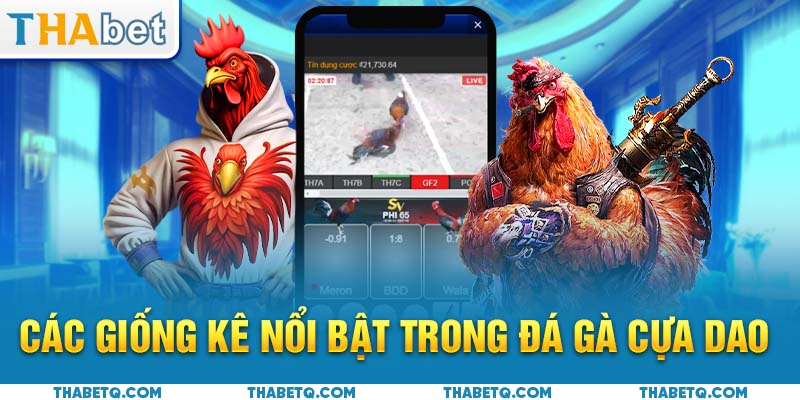 giống kê đá gà cựa dao