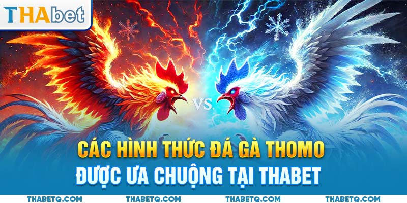 hình thức đá gà thomo