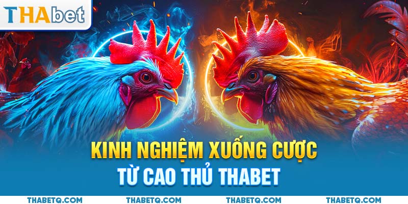 kinh nghiệm đá gà thomo