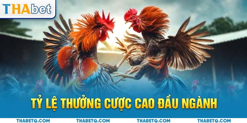 tỷ lệ đá gà thomo thabet